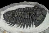Coltraneia Trilobite Fossil - Huge Faceted Eyes #153973-5